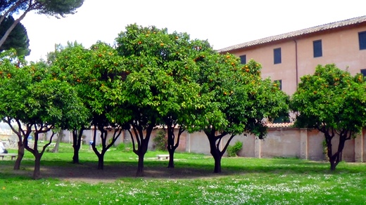 Pomarańcze rosnące obok bazyliki św. Sabiny na Awentynie